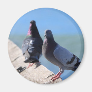 Aimant Pigeon