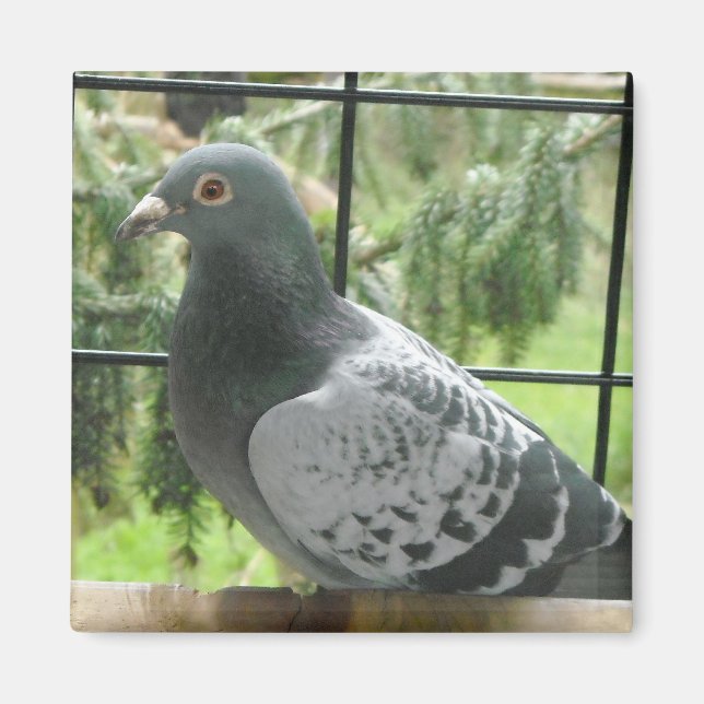 Aimant Pigeon parfait (Devant)