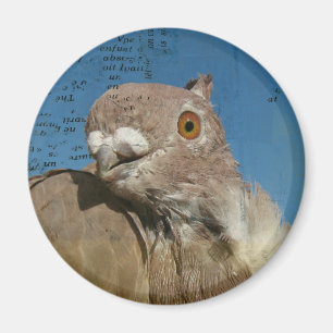 Aimant Pigeon Poetry