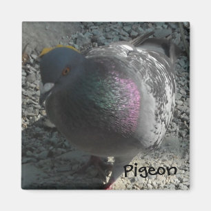 Aimant Pigeon Posant