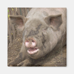 Aimant Piggy