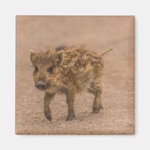 Aimant Piglet de sanglier