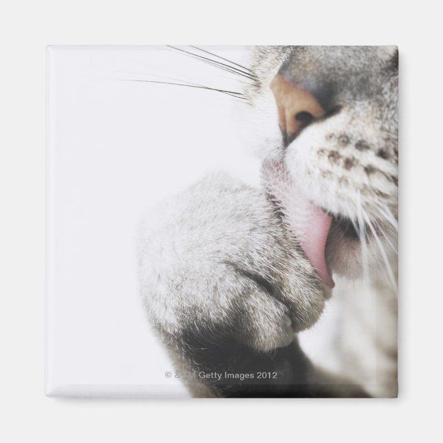 Aimant Pince de nettoyage de chats, gros plan (Devant)
