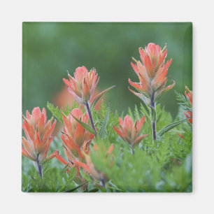 Aimant Pinceau indien, Castilleja miniata, Ouray,