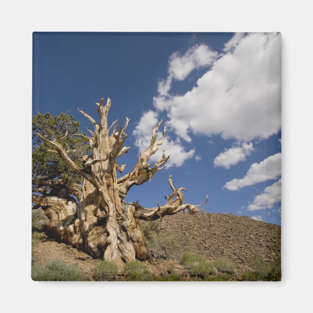 Aimant Pinède de Bristlecone dans la forêt ancienne de Br (Devant)