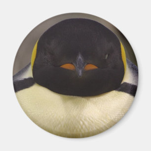 Aimant Pingouin