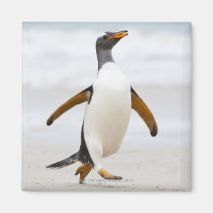 Aimant Pingouin de Gentoo