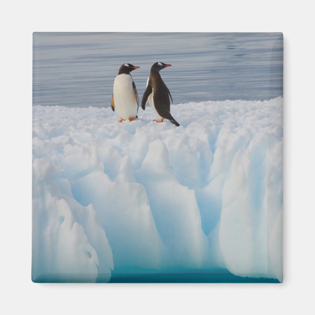 Aimant pingouin doux, Pygoscelis Papouasie, sur la glace  (Devant)