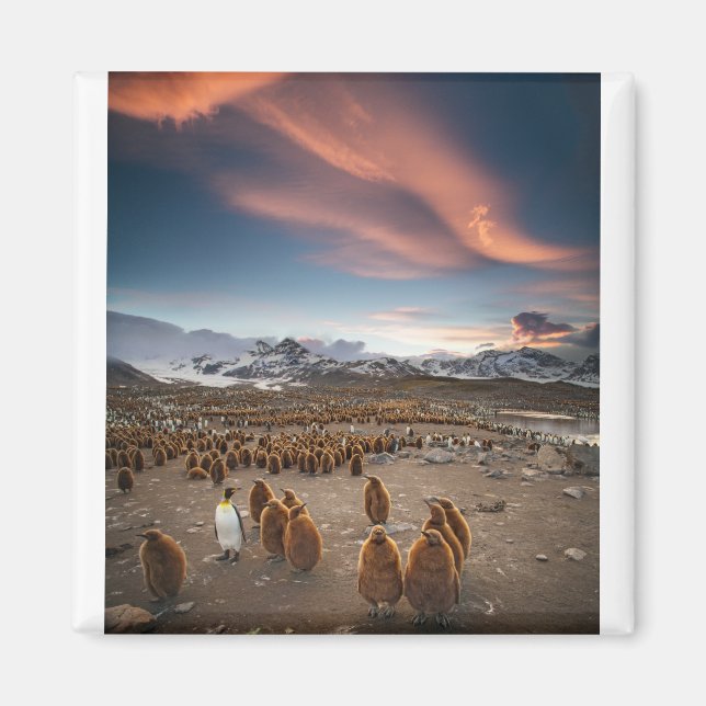Aimant Pingouins au coucher du soleil (Devant)