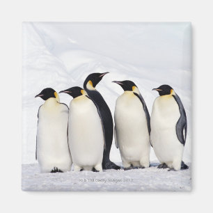 Aimant Pingouins d'empereur