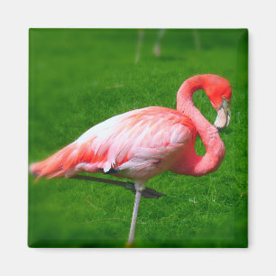 Aimant Pink Flamingo