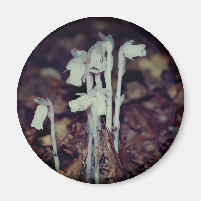 Aimant Pink Indian Pipe Wildflowers Nature  (Devant)