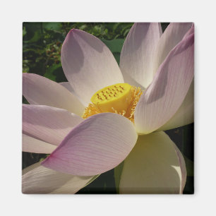 Aimant Pink Lotus Flower III Summer Floral