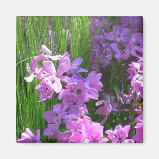 Aimant Pink Phlox et Grass été Floral (Devant)