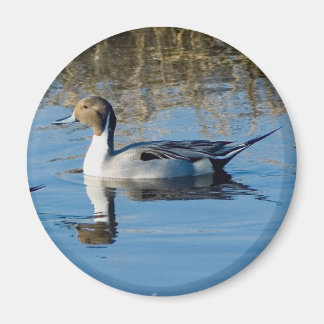 Aimant Pintail