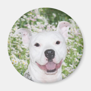 Aimant Pitbull blanc heureux