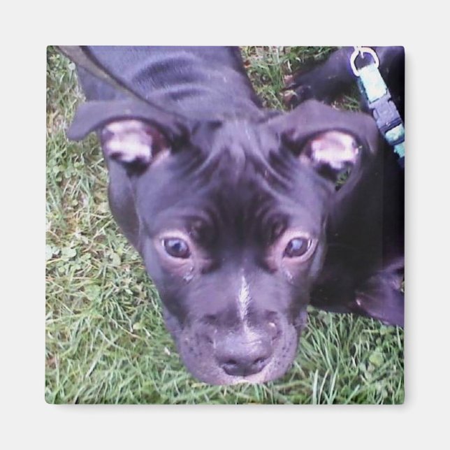 Aimant Pitbull Puppy (Devant)