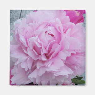 Aimant Pivoines roses/aimant carré de pivoine