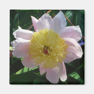 Aimant Pivoines roses et jaunes Belle flore