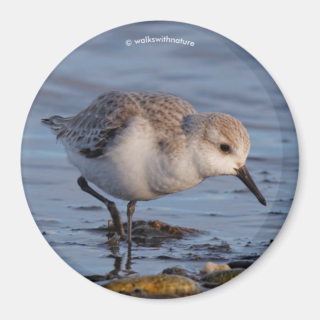Aimant Plage de sable fin Sanderling Flânes Plage d'hiver (Devant)