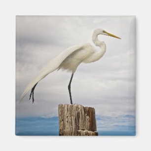 Aimant Plage douée du héron Fort Myers, la Floride