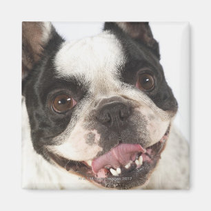 Aimant Plan rapproché de Boston Terrier collant le son