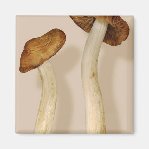 Aimant Plante - Champignons - Je suis si fière de ma fill