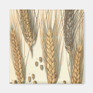 Aimant Plante de blé résistant à la sécheresse, Agricultu