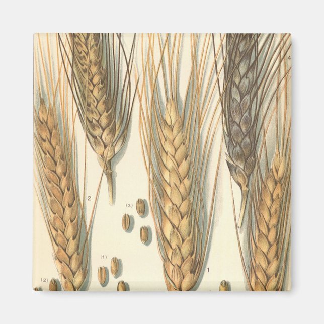 Aimant Plante de blé résistant à la sécheresse, Agricultu (Devant)