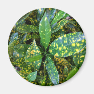 Aimant Plante de Croton
