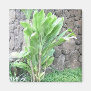 Aimant plante feuille Ti