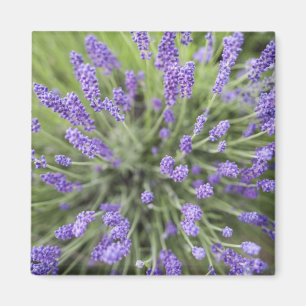 Aimant Plantes de lavande