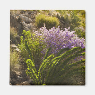 Aimant plantes du désert de Chihuahuan en fleurs