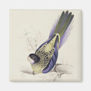 Aimant Platycercus Brownii, ou Parrakeet de Brown (plat 2