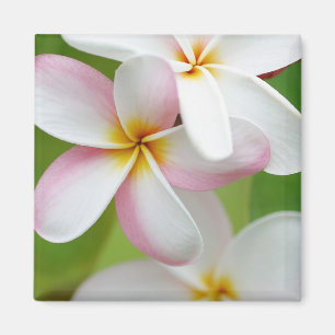 Aimant Plumeria Frangipani Hawaii Flower Customized Blank