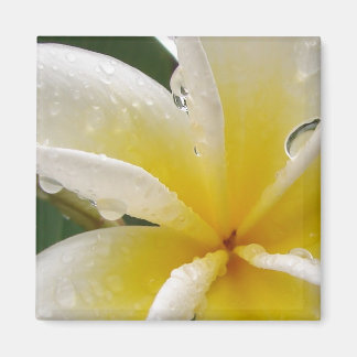 Aimant Plumeria jaune