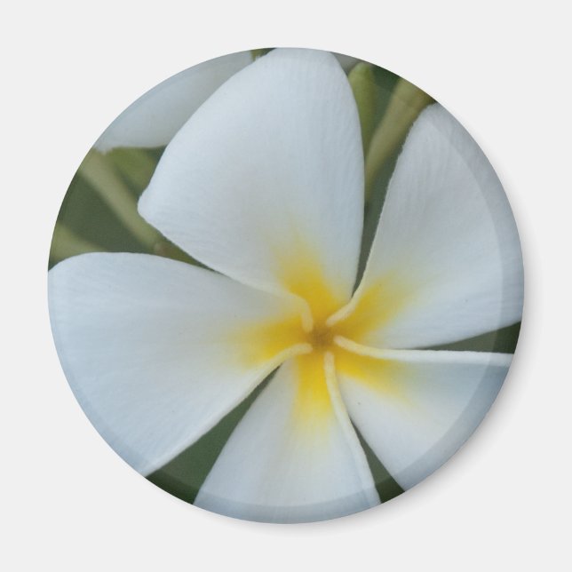 Aimant Plumeria tropicale blanche de Fidji (Devant)
