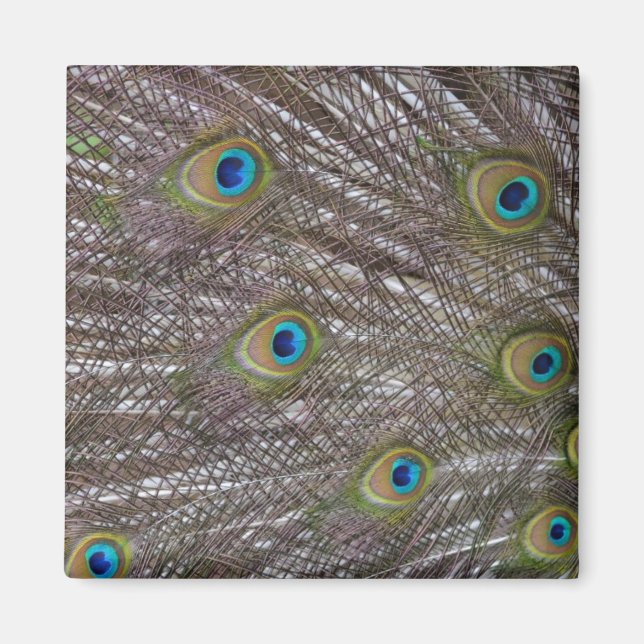 Aimant Plumes de paon (Devant)