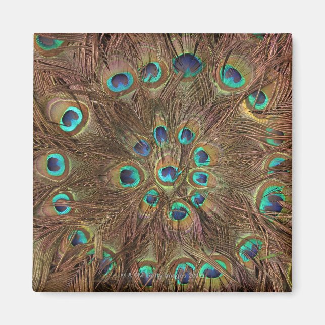 Aimant Plumes de paon (Devant)