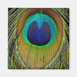 Aimant Plumes de queue de paon mâle