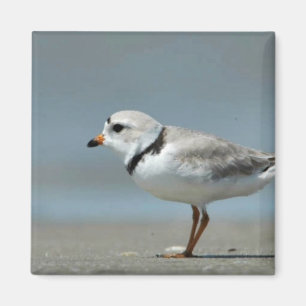Aimant Pluvier sifflant marchant sur la plage