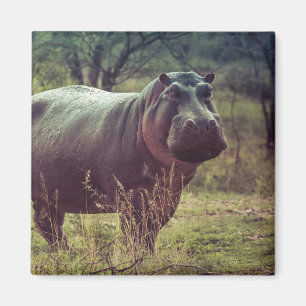 Aimant Poing hippo debout à la caméra en Afrique Foliage