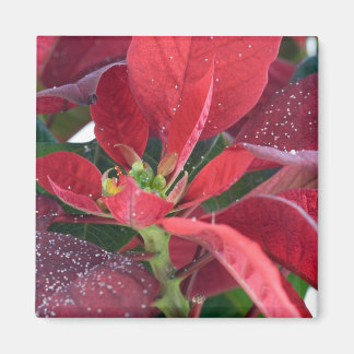 Aimant Poinsettia rouge -