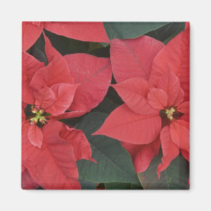 Aimant Poinsettia rouge détail (Euphorbia pulcherrima)