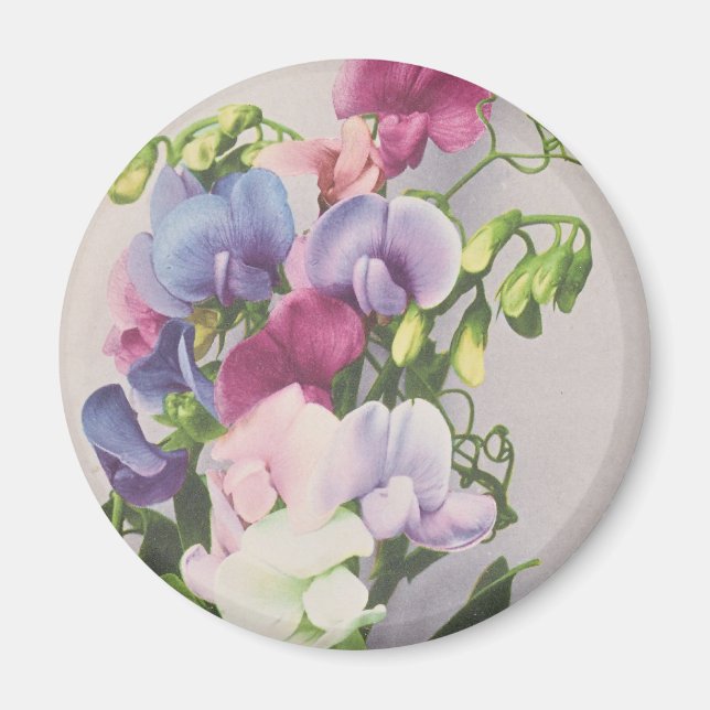 Aimant Pois doux 1907 (Devant)