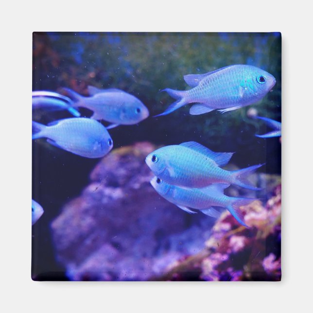 Aimant Poisson bleu tropical (Devant)