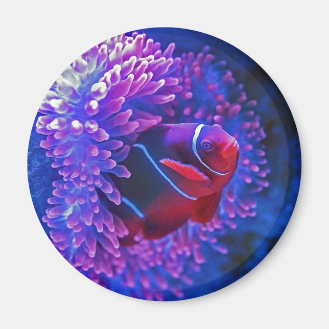Aimant Poisson clown anénome marin Tropical océan bleu ro (Devant)