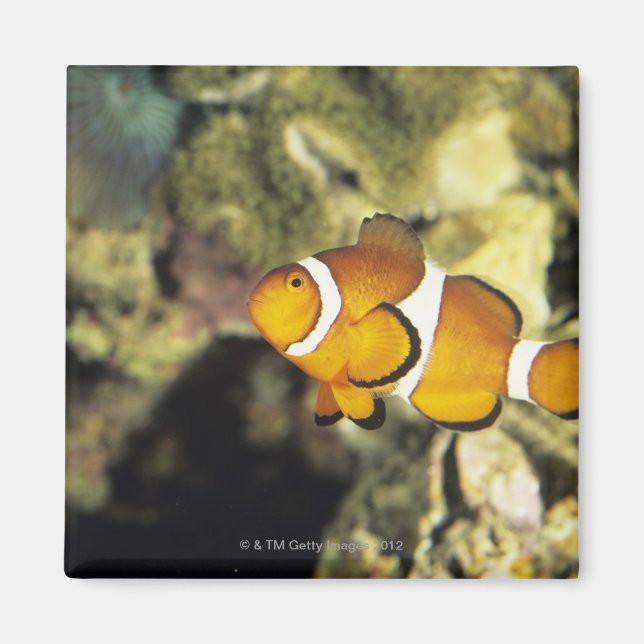 Aimant Poisson clown commun (Amphiprion ocellaris), (Devant)