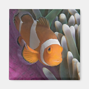 Aimant Poisson d'anémone clown occidental