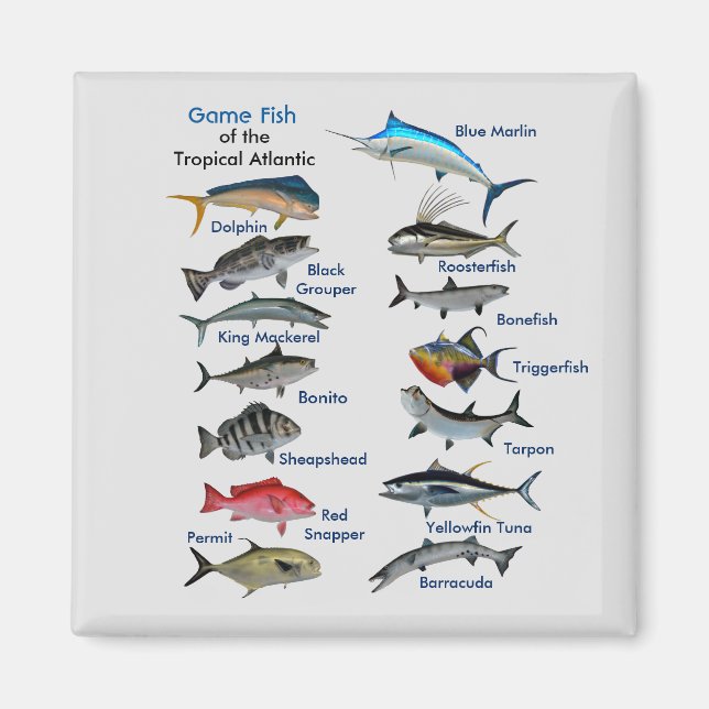 Aimant Poisson de gibier de l'aimant tropical de l'Atlant (Devant)